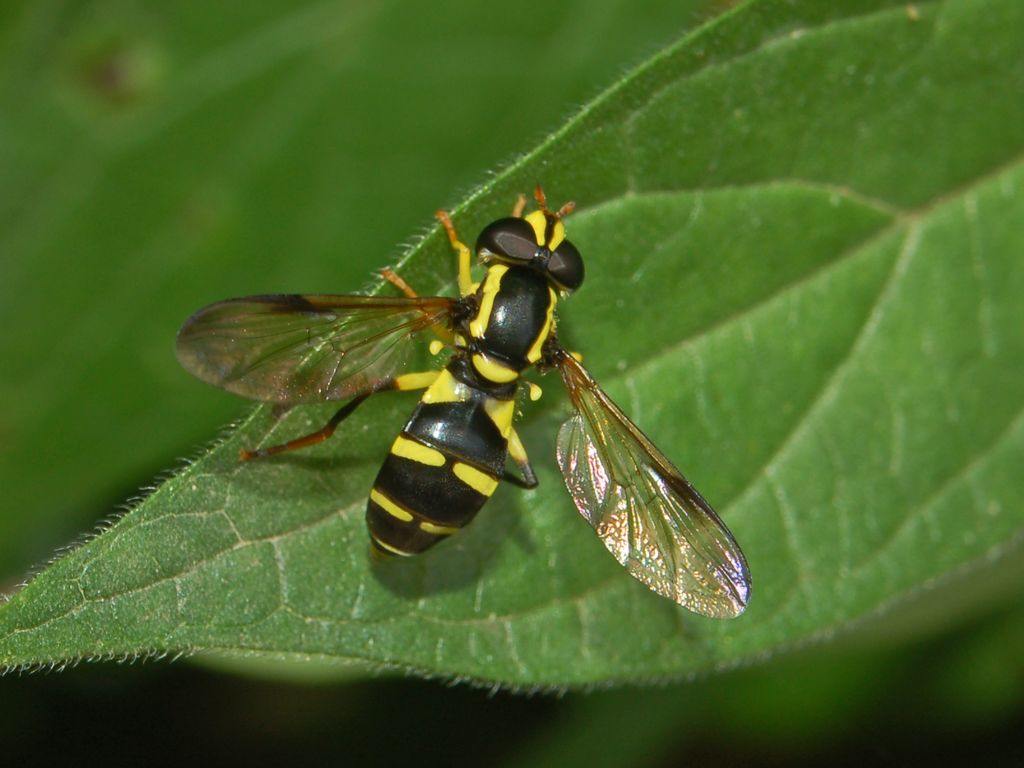 Xantothogramma sp. (Syrphidae)